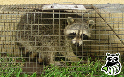Chester County trapping